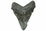 Serrated, Fossil Megalodon Tooth - South Carolina #324280-1